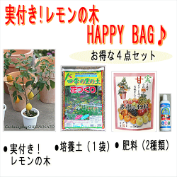 レモンの木ハッピーバック福袋