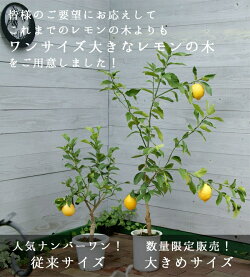 マイヤーレモン