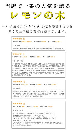 実付きレモンの木(樹高:1.2m内外)【マイヤーレモン・リスボンレモン】