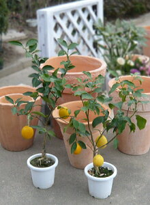 【送料無料】花は柑橘系の中で抜群にいい香りがする【実の赤ちゃん付き！レモンの木】2本セット