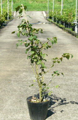 特徴のある木肌ニシキギ（錦木）（樹高　0.5m内外）