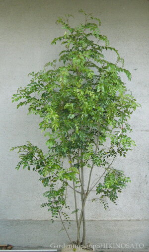 シマトネリコ（樹高　1.5m内外）ガーデニングのシンボルツリーとして