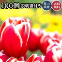 チューリップ 球根 おまかせミックスも 可愛いお花 安心の国内出荷 100個 100球 日本製 国産 送料無料