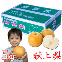 <strong>新高</strong> 梨 10玉入り (500g以上) 5kg 高級梨 農家直送 <strong>贈答用</strong> 秀品 大玉 <strong>新高</strong>梨 食品 フルーツ 果物 和梨 送料無料