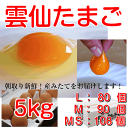 雲仙 たまご 5kg 箱入り (L:80...