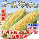 とうもろこし ゴールドラッシュ 10月下旬から11月下旬収穫分 10?14本 4kg以上 一箱満量 九州 島原産 農家 産地 直送 朝もぎ でをお届けします プレゼント ギフト