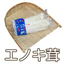 島原半島産 えのき