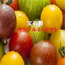 愛知・和歌山・岐阜他ミニトマトの宝石箱約1K箱送料無料