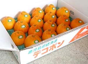 九州産でこぽん約5K化粧箱秀15玉〜22玉【送料無料】