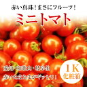 お試し企画!愛知・和歌山・岐阜他ミニトマト赤いたまたまがギッシリ!約1K化粧箱【送料無料】【グルメ5_free】