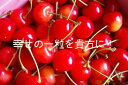 山形県産　さくらんぼLサイズ　1K箱【送料無料】【グルメ激うま0701】【