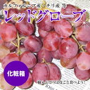 【お試し企画】輸入【レッドグローブ】【レッドシ-ドレス】約1K箱