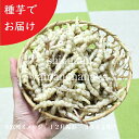 (1ポット)岩手県産ジャンボチョロギ 9cmポット種芋仮植え苗 長老喜/無農薬栽培/山菜苗
