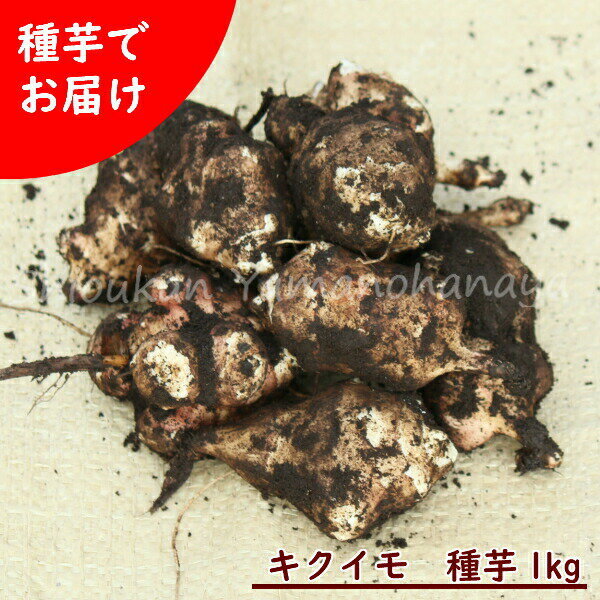 (1kg)茧YLNC@1kg(ڈ5`10)@/e//_͔|/yt/49͂\