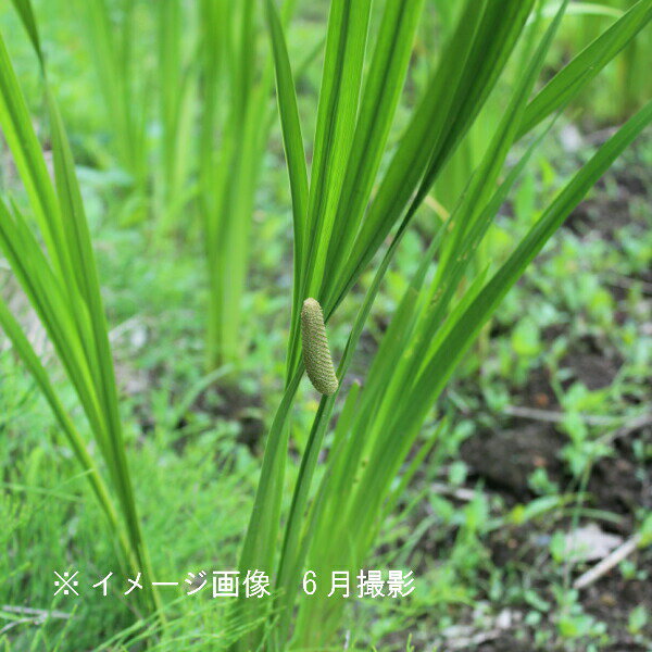 (1ポット)ニオイショウブ　10.5cmポット苗　湿地性多年草/ビオトープ/香り菖蒲/端午の節句/<strong>菖蒲湯</strong>/※5/18葉が展開中