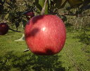 完熟の証明、ツル割れ、だからおいしいまるかじりできるリンゴ！津軽岩木山の麓でEM自然農法、徹底減農薬、無袋栽培 サンふじ（お徳用）5kg 【発送　11月中旬 〜 12月下旬】【送料無料】