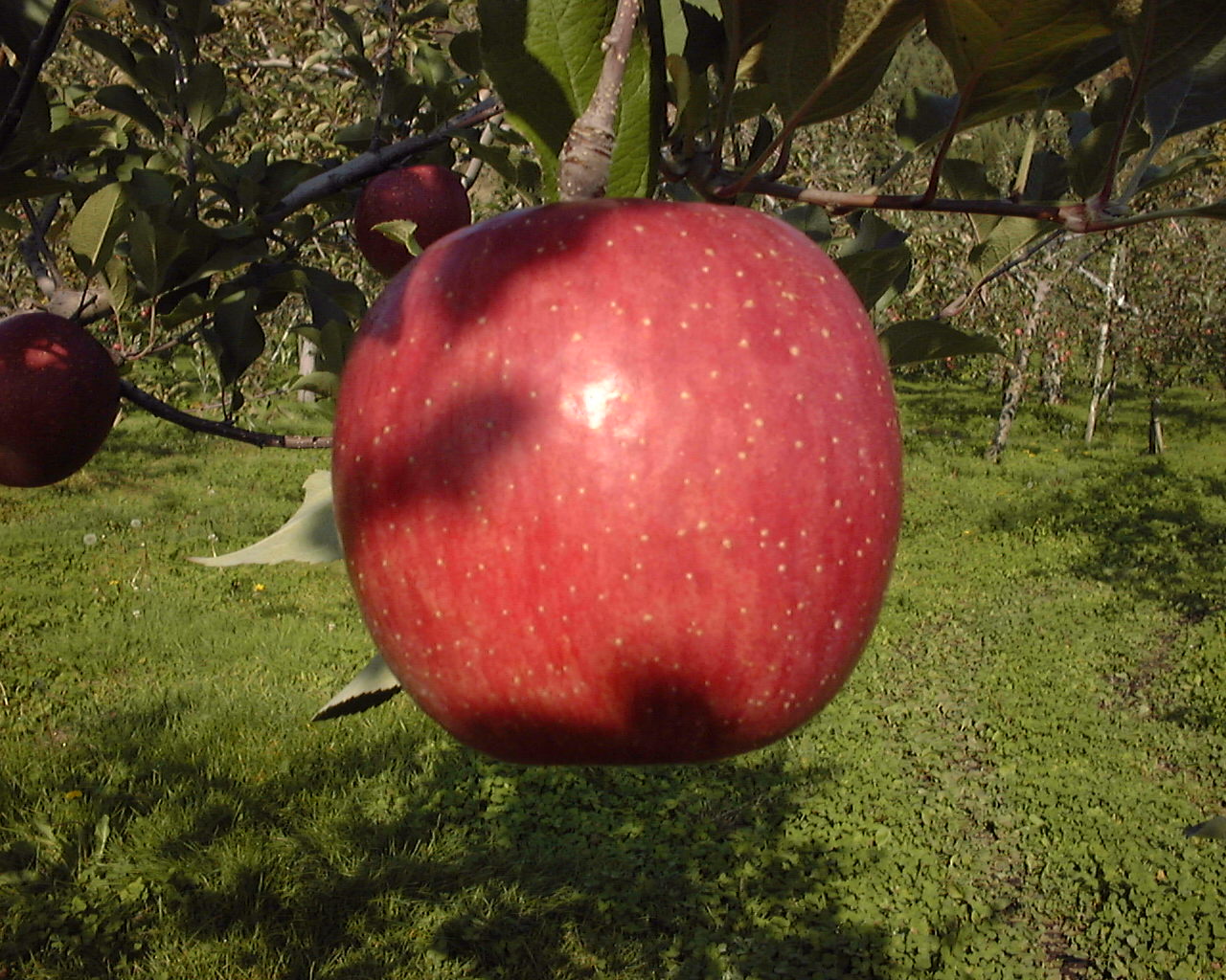 完熟の証明、ツル割れ、だからおいしいまるかじりできるリンゴ！津軽岩木山の麓でEM自然農法、徹底減農薬、無袋栽培 サンふじ（お徳用）10kg 【発送　11月中旬 〜 12月下旬】