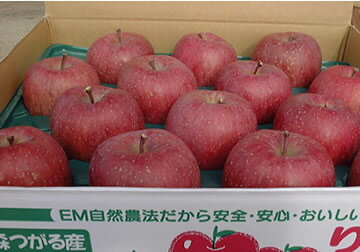 まるかじりできる津軽岩木山のリンゴ！徹底減農薬、無袋栽培 サンふじ・王林（ご贈答用）5kg 【発送　11月中旬 〜 12月下旬】