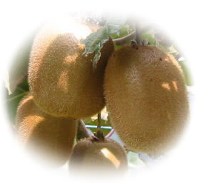 夜間瀬の果物には勝てない！　と果物王国長野では定評低農薬有機肥料による　キウイフルーツ　2kg（約20〜25個）　【発送1月〜2月】