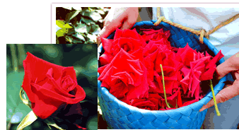 癒しのときをお約束南信州アルプスの農薬ゼロ栽培食用バラ真紅の冷凍　花びら 2kg(およそ300輪分）