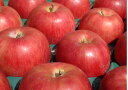 まるかじりできる津軽岩木山のリンゴ！徹底減農薬、無袋栽培 サンつがる（ご家庭用） 5kg（14〜16個） 【発送　9月中旬 〜 9月下旬】