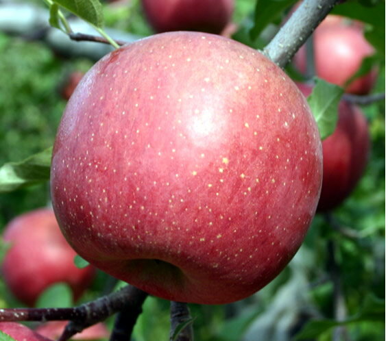 アルプスの水と空気に育まれ有機JAS基準栽培中央アルプス伊奈・白鳥さんのりんご・特大ふじ　5kg生命をいただくつもりで作ります【発送11月中旬〜12月】
