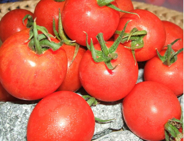 湧き水と天然石が作る自然の甘さ福島の完熟「元気トマト」1kg（40〜45個）