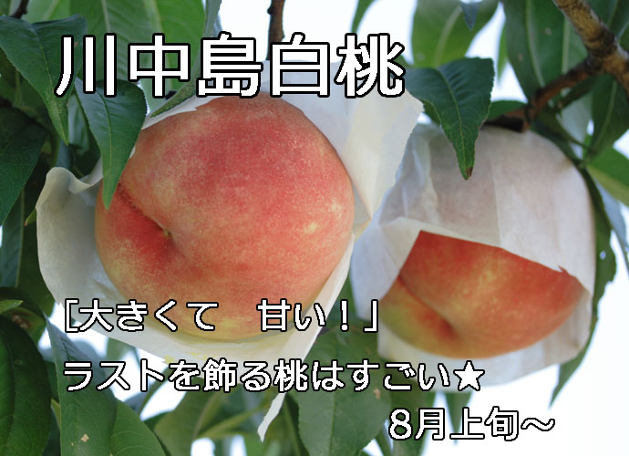 【2012年完売】あら川のもも川中島白桃（最高級）4〜5L 2kg（6玉）【発送　8月上旬 〜 8月中旬】