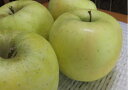 生産量希少！北志賀の有機肥栽培しなの名月　約10kg（約28~46個） 【発送1月〜2月】市中には出回りません。糖度15以上、酸味が少なく甘い。香り高く品のあるリンゴ