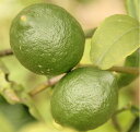 オーガニック レモン 国産 無農薬 除草剤・防腐剤等一切不使用 ワックス完全不使用 宮古島のグリーンレモン 約2kg(約16〜20個前後)送料無料 産地直送 マイヤーレモン オーガニック