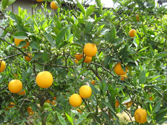 森さんの　バレンシアオレンジ　10kg（約60〜80個）【発送5月中〜6月】数少ない国産バレンシア。ノーワックス、有機肥料栽培