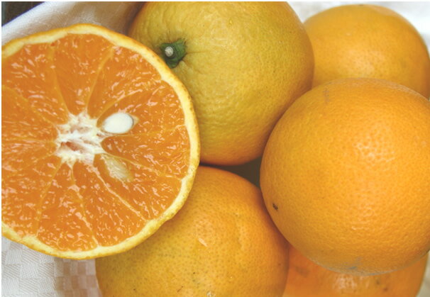 【2012年完売】【送料無料】　和歌山有田・山下さんのバレンシアオレンジ　5kg（約30〜40個）【発送7月初旬〜末ごろ】