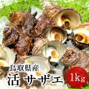 サザエ 天然活さざえ 1kg【10個前後】鳥取県 海の幸 日本海 お刺身 壺焼き BBQバーベキュー 送料無料