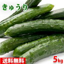 【送料無料】 北海道産 きゅうり 5kg (約40~50本)