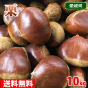 【送料無料】愛媛県産 ブランド栗(くり)2L~3Lサイズ 10kg