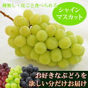 ネットでぶどう狩り♪シャインマスカット1房【秀品】《送料別商品》