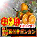 【 送料無料 】《 訳あり 》 樹上熟成 葉付き ポンカン 5kg (約35玉〜45玉入り) ※種があります ご家庭用 甘い 柑橘 果物 和歌山 フルーツ 糖度 高糖度 産地直送 濃厚 ジューシー ノーワックス 防腐剤 不使用 完熟 みかん ぽんかん 5kg 10kg