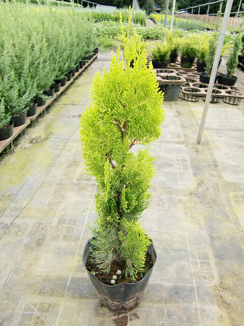 【3ポットセット】映える緑！「エレガンテシマ」樹高0.4〜0.6m程度ポット直径15cm