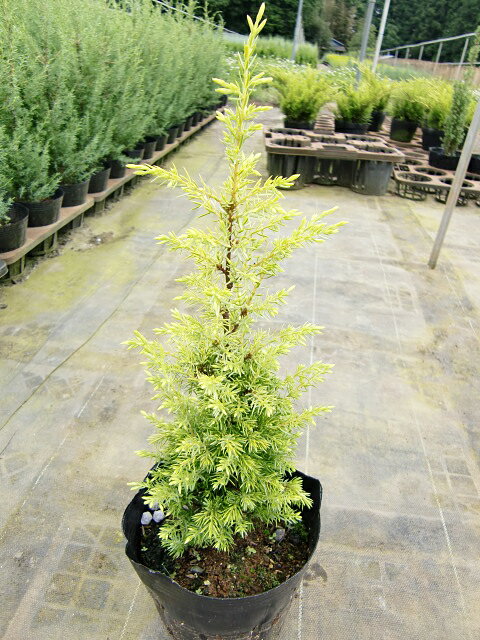 【6ポットセット】きれいなライトグリーン「ゴールドコーン」樹高0.3〜0.5m程度ポット直径15cm