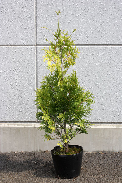 【4ポットセット】黄金色の人気樹！「ヨーロッパゴールド」樹高0.7〜0.8m程度21cmポット