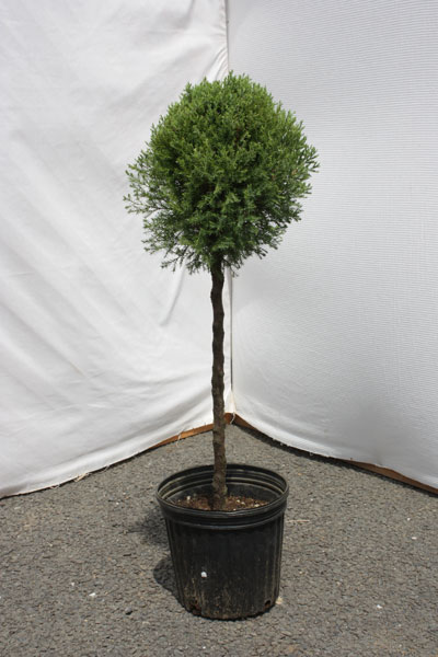 【1ポット〜】もこもこのかわいい樹形！「ローズダリススタンダード仕立て」樹高0.7m程度ポット直径21cm