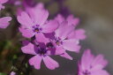 【送料無料】芝桜(シバザクラ)「アトロプルプレア」80個 ポット直径9cm