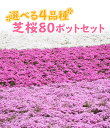 【良苗】選べる4品種 芝桜(シバザクラ)80ポットセット(20個×4品種) 9cmポット苗【送料無料】
