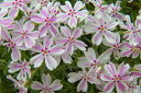 【送料無料】芝桜(シバザクラ)「タマノナガレ(多摩の流れ)」 40個 ポット直径9cm
