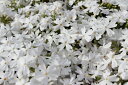 【送料無料】芝桜(シバザクラ)「モンブランホワイト」80個 ポット直径9cm