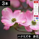 ◆【3本】 ハナミズキ苗木 赤花 高さ50cm〜70cm程度◆【6か月枯れ保証付き】