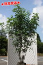シマトネリコ　株立1.5〜1.9m程度(根鉢含まず)大人気常緑樹！