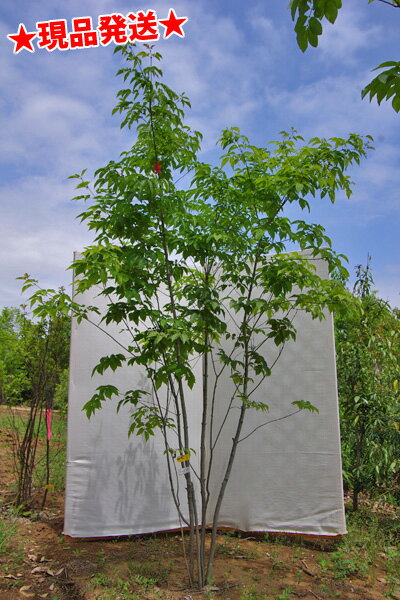 アオダモ 株立ち｜植木、庭木