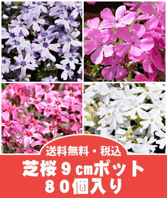 【楽天最安値】【産地直送】【送料無料】芝桜80個入りポット直径9cm産地直送品！