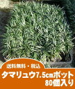 【楽天最安値】【産地直送】【送料無料】玉竜(タマリュウ)80個入りポット直径7.5cm(2.5号ポット)【代金引換不可】